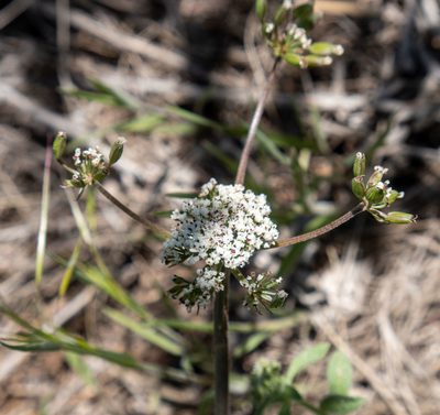 Lomatium orientale, photographed by Bob Walker