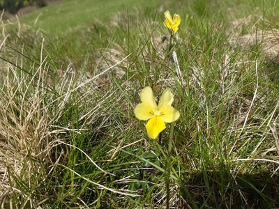 Viola lutea, photographed by Catherine Faber