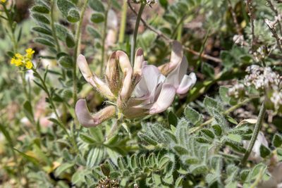 Astragalus parryi, photographed by Bob Walker