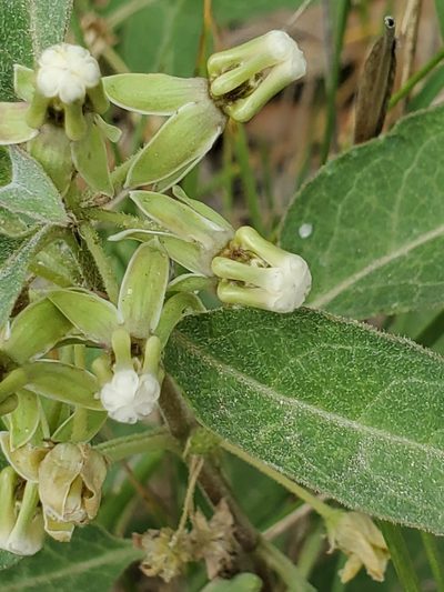 Asclepias emoryi, photographed by Jo Roberts