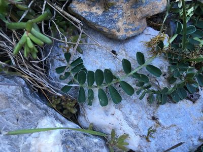 Astragalus depressus, photographed by Karsten Rohweder