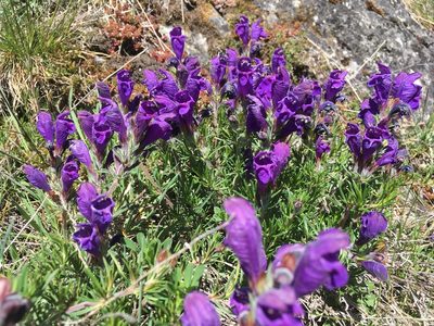 Dracocephalum austriacum, photographed by Karsten Rohweder