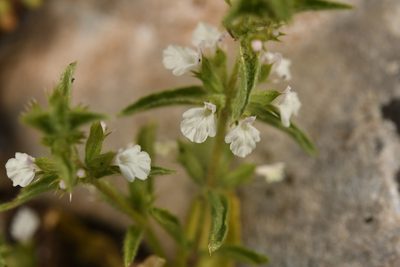 Sideritis romana, photographed by Julien Renoult