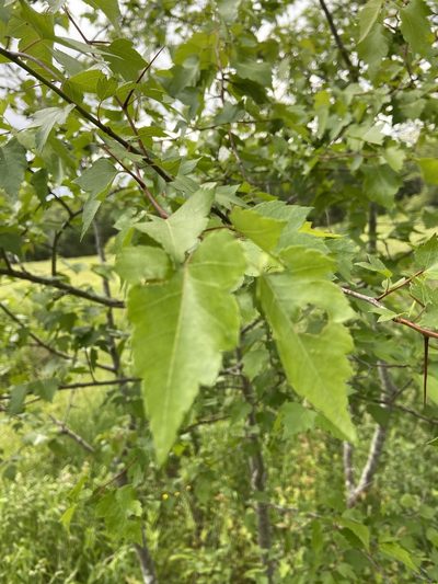 Crataegus phaenopyrum, photographed by Rochelle Davis