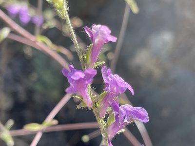 Sairocarpus vexillocalyculatus, photographed by rappman