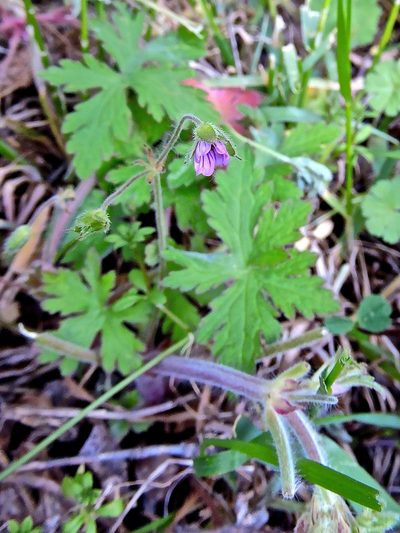 Geranium divaricatum, photographed by Karsten Rohweder