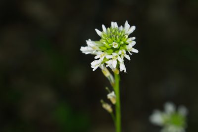 Arabis hirsuta, photographed by David Sandler