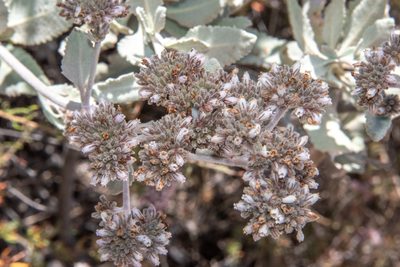 Eriodictyon tomentosum, photographed by Don Loarie