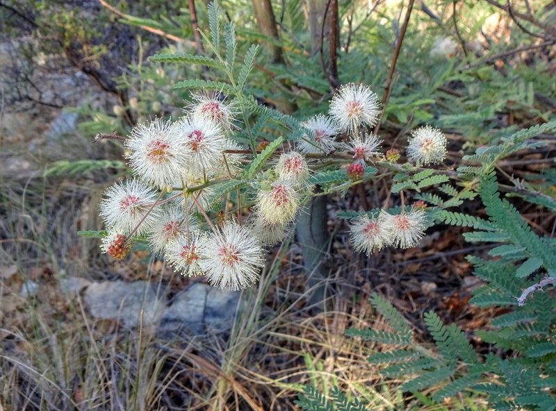 Mimosa grahamii, photographed by Andrew Tree