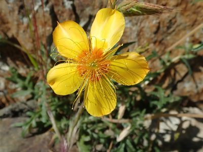 Mentzelia lindleyi, photographed by joergmlpts