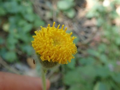 Arnica discoidea, photographed by joergmlpts