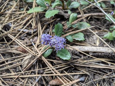 Ceanothus prostratus, photographed by Alexandre Passos