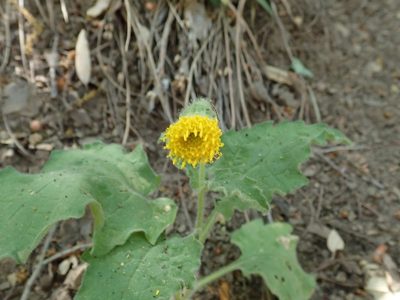 Arnica discoidea, photographed by joergmlpts