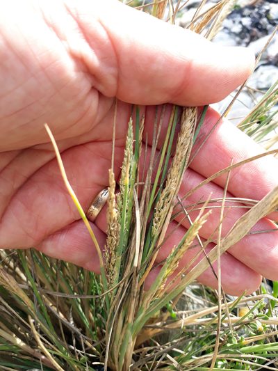 Puccinellia walkeri, photographed by Peter de Lange