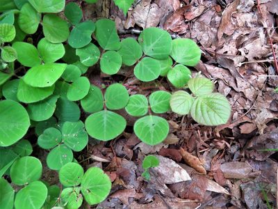 Desmodium rotundifolium, photographed by Annika Lindqvist