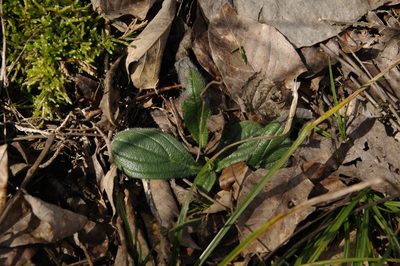 Lithospermum tuberosum, photographed by Eric Knight