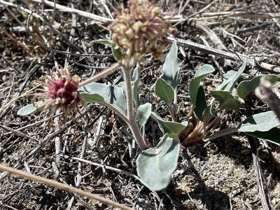 Abronia fragrans, photographed by Bobby McCabe