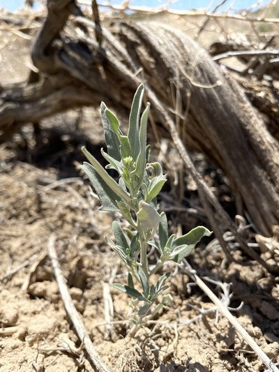Chenopodium incanum, photographed by Bobby McCabe