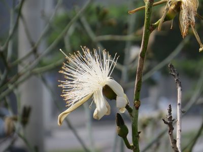 Pseudobombax grandiflorum, photographed by Victor Farjalla Pontes