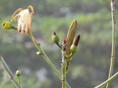Pseudobombax grandiflorum, photographed by Victor Farjalla Pontes