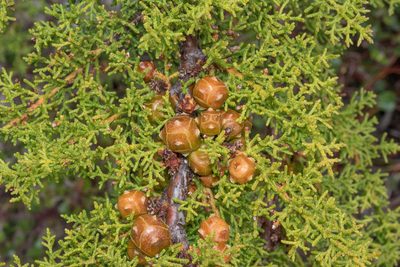 Hesperocyparis goveniana, photographed by Don Loarie