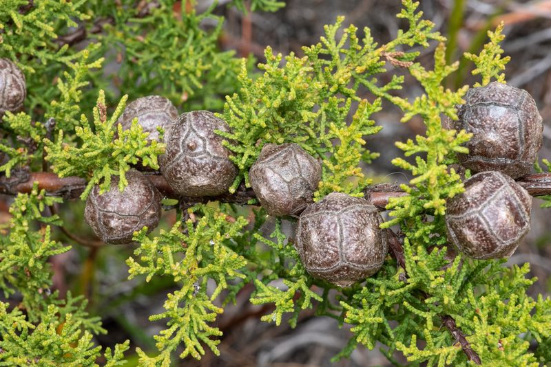 Hesperocyparis goveniana, photographed by Don Loarie