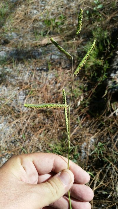 Paspalum praecox, photographed by Jay Horn