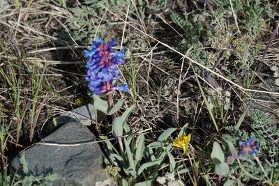 Penstemon nitidus, photographed by Spencer Quayle