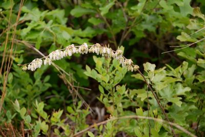 Lyonia mariana, photographed by Bonnie Semmling