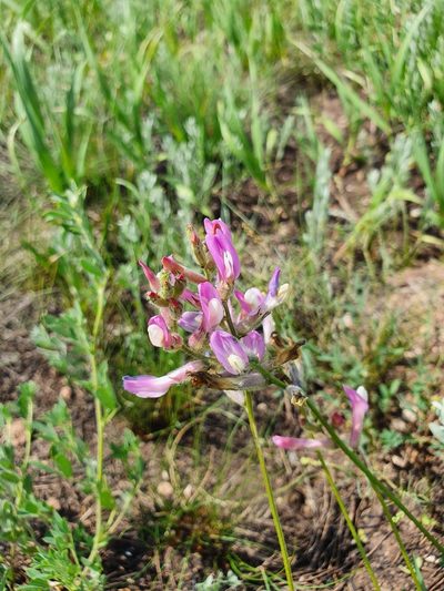 Astragalus macropus, photographed by Анна Митрошенкова