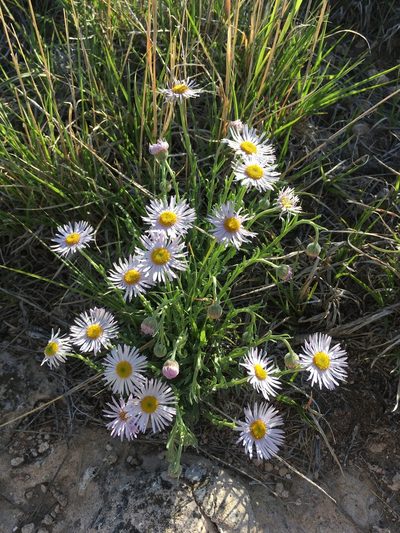 Erigeron canus, photographed by Cecelia Alexander