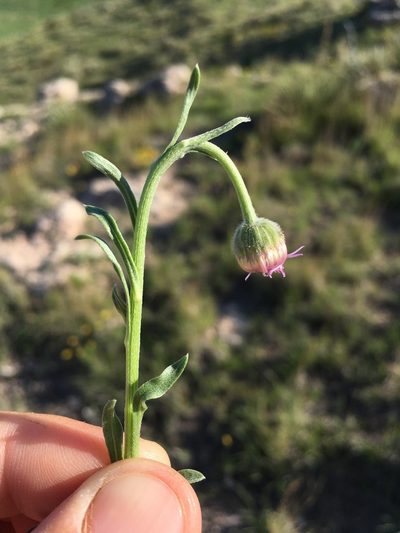Erigeron canus, photographed by Cecelia Alexander