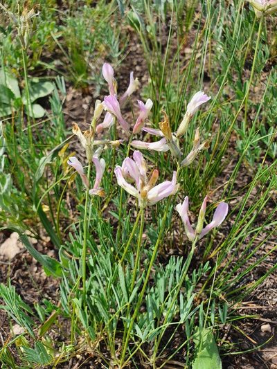 Astragalus macropus, photographed by Анна Митрошенкова
