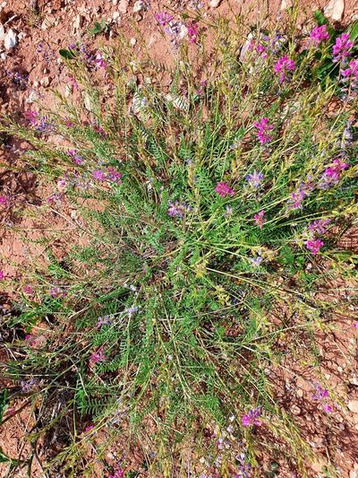 Oxytropis floribunda, photographed by Анна Митрошенкова