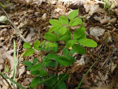 Lespedeza violacea, photographed by Thomas Koffel