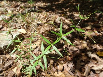 Trichogalium arkansanum, photographed by Thomas Koffel