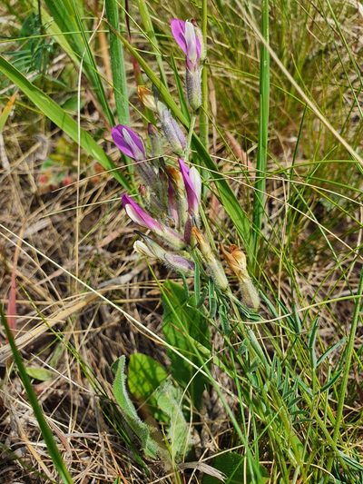 Astragalus macropus, photographed by Анна Митрошенкова