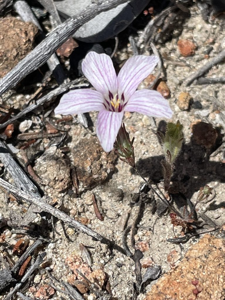 Linanthus orcuttii, photographed by Sula Vanderplank