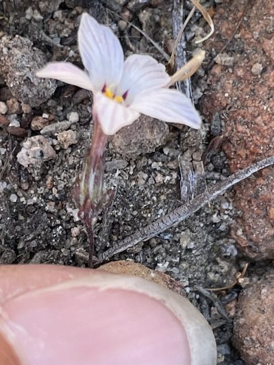Linanthus orcuttii, photographed by Sula Vanderplank