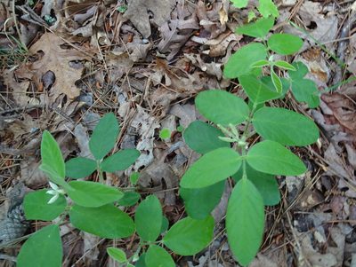 Desmodium nuttallii, photographed by Thomas Koffel