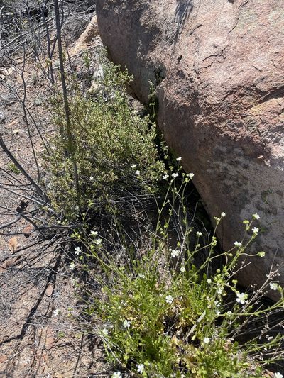 Potentilla truncata, photographed by Sula Vanderplank