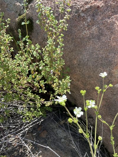 Potentilla truncata, photographed by Sula Vanderplank