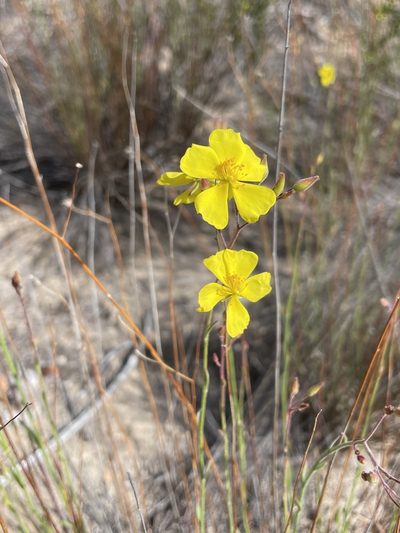 Crocanthemum aldersonii, photographed by Sula Vanderplank