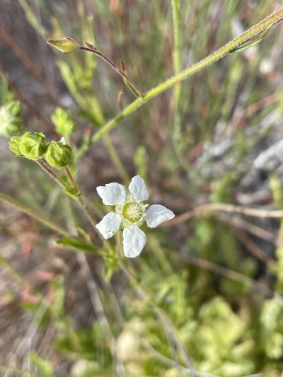 Potentilla truncata, photographed by Sula Vanderplank