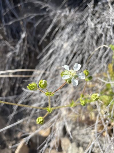 Potentilla truncata, photographed by Sula Vanderplank