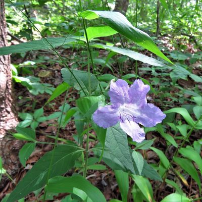 Ruellia pedunculata, photographed by Annika Lindqvist
