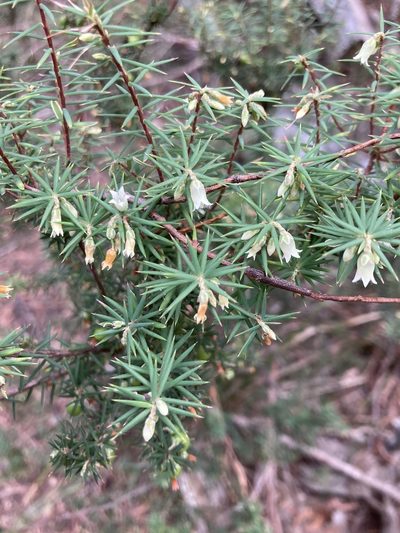 Leptecophylla divaricata, photographed by krumpianking