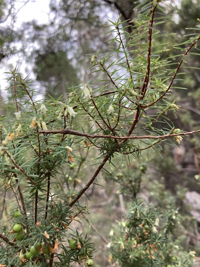 Leptecophylla divaricata, photographed by krumpianking