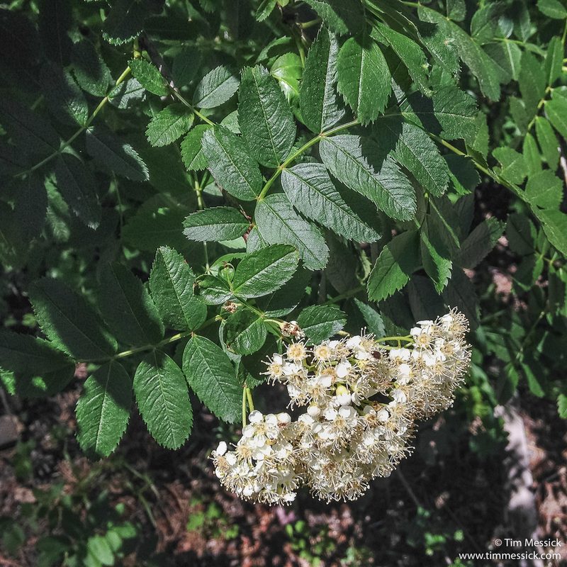 Sorbus californica, photographed by Tim Messick