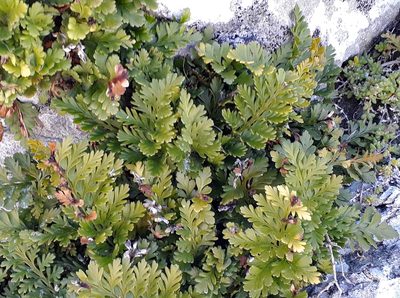 Asplenium chathamense, photographed by Peter de Lange